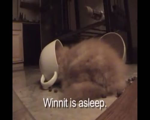 Sleeping in a Cat Dish