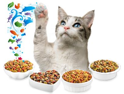Cat Food Wallpaper kitten cute animals 5k animals 16583